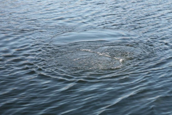 Фотография к новости: Қазақстанда апта ішінде 12 адам суға кеткен