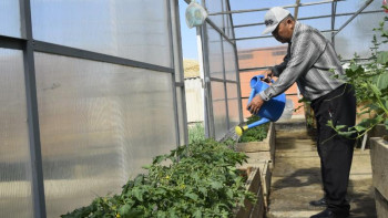 Фотография к новости: Жалағаш ауданында жылыжай өндірісі дамып келеді  – Қызылорда облысы