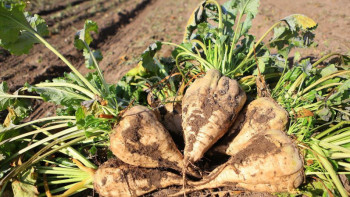 Фотография к новости: Қант қызылшасы өнімін 2 млн тоннаға жеткізуді көздеп отырмыз – Баталов