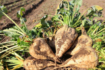 Фотография к новости: Қант қызылшасы өнімін 2 млн тоннаға жеткізуді көздеп отырмыз – Баталов