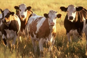 Фотография к новости: Жалағаштықтар мемлекеттік бағдарламаның көмегімен мал шаруашылығын дамытуда