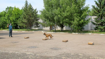 Фотография к новости: Балалар кинология қызметімен танысты 