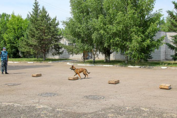 Фотография к новости: Балалар кинология қызметімен танысты 