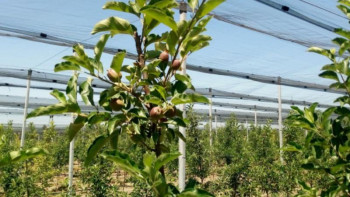 Фотография к новости: Мемлекеттен несие алған фермерлер табысты жұмыс істеуде