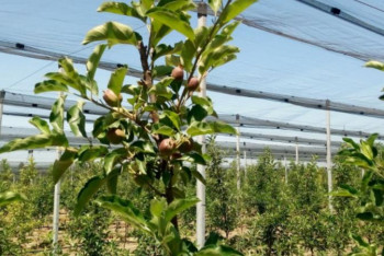 Фотография к новости: Мемлекеттен несие алған фермерлер табысты жұмыс істеуде