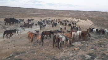 Фотография к новости: Маңғыстау мәселесі. Бір топ депутат Маминге хат жолдады