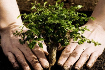 Фотография к новости: Павлодар облысында бір жылда 10 млн көшет өсірілетін орман тәлімбағы қайта ашылды 