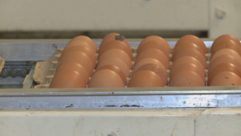 Фотография к новости: Павлодар облысында жұмыртқа арзандады