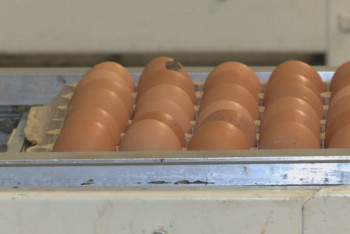 Фотография к новости: Павлодар облысында жұмыртқа арзандады