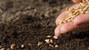 Фотография к новости: Солтүстік Қазақстан облысында егіс науқаны аяқталды