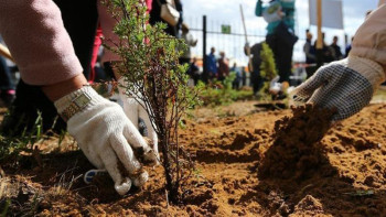 Фотография к новости: Шығыс Қазақстанда 200 миллионға жуық ағаш отырғызылады