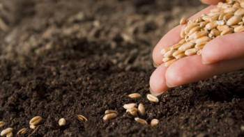 Фотография к новости: Биыл ауыл шаруашылығы дақылдары 22,7 млн гектарға егілді