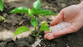 Фотография к новости: Тыңайтқыштарды қолдану көлемін ұлғайту үшін биыл қанша қаражат бөлінді?