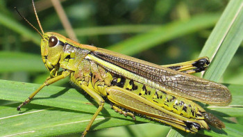 Фотография к новости: АШМ шегірткемен қалай күресетіндерін айтты