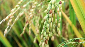 Фотография к новости: Биыл күріш егісі көлемі 89,5 мың гектардан 83 мың гектарға қысқартылды – әкім