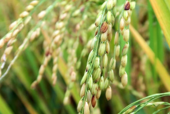 Фотография к новости: Биыл күріш егісі көлемі 89,5 мың гектардан 83 мың гектарға қысқартылды – әкім