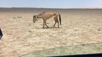 Фотография к новости: Маңғыстау облысында мыңнан астам мал қырылған