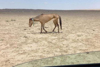 Фотография к новости: Маңғыстау облысында мыңнан астам мал қырылған