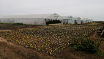 Фотография к новости: Көкөніс өсірудің құпиясы көп