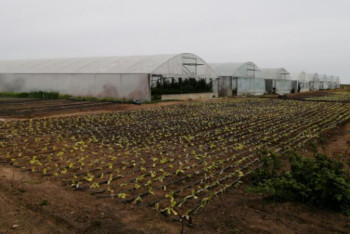 Фотография к новости: Көкөніс өсірудің құпиясы көп