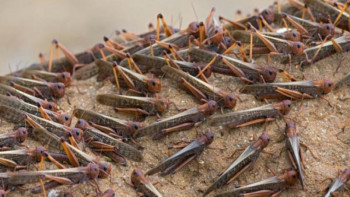 Фотография к новости: Павлодар облысында шегірткемен күресуге 7,2 млн теңге бөлінді﻿ 