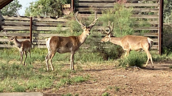 Фотография к новости: Сыр бойындағы бұғылар мен қырғауылы бар табиғи парк