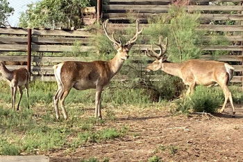 Фотография к новости: Сыр бойындағы бұғылар мен қырғауылы бар табиғи парк