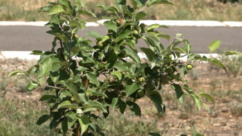 Фотография к новости: Павлодар агрономдары алма ағаштарын күтіп-баптаудың әдістемесін әзірледі