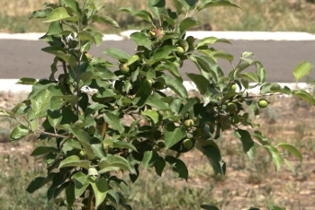 Фотография к новости: Павлодар агрономдары алма ағаштарын күтіп-баптаудың әдістемесін әзірледі