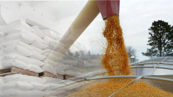 Фотография к новости: Өзбекстан Қазақстанның бидайын сатып, пайда тауып жатыр