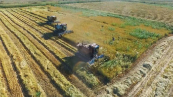 Фотография к новости: Қызылорда облысы Сырдария ауданында 20 мың гектардан астам жерге күріш егілді