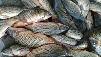 Фотография к новости: Атырау облысында ауланған балықтың 80 пайызы экспортталды