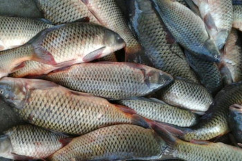 Фотография к новости: Атырау облысында ауланған балықтың 80 пайызы экспортталды