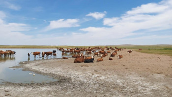 Фотография к новости: Биылғы қуаңшылық алаңдатып отыр – ﻿кәсіпкер