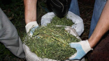 Фотография к новости: Биыл 2 тоннаға жуық түрлі есірткі тәркіленді