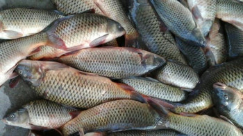 Фотография к новости: Заңсыз балық аулаған 262 браконьер ұсталды