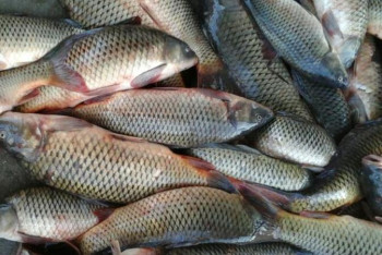 Фотография к новости: Заңсыз балық аулаған 262 браконьер ұсталды