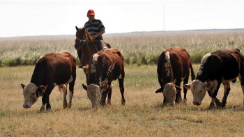 Фотография к новости: Оразалин Ақтөбе облысында мал саны едәуір артқанын айтты