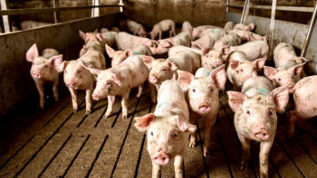 Фотография к новости: Әкім Бестамақ ауылындағы шошқа фермасына қатысты пікір айтты