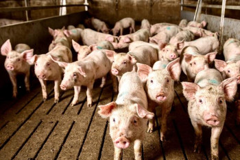 Фотография к новости: Әкім Бестамақ ауылындағы шошқа фермасына қатысты пікір айтты