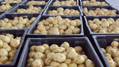 Ақтөбе облысының әкімі картоп пен сәбіз қаншадан болып жатқанын  айтты