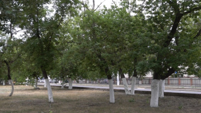 Павлодар қаласында 22 мыңнан астам ағаш отырғызылмақ