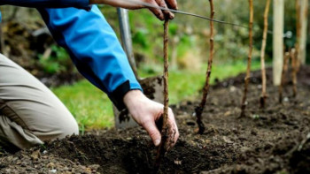 Фотография к новости: Жамбылда биыл 7 100 гектар жерге тал көшеттері егіледі   