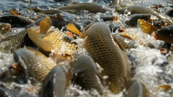 Фотография к новости: Бір жылда 75 млн доллардың балығы экспортталды