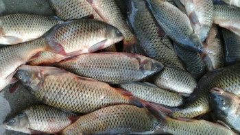 Фотография к новости: Қазақстанда балық өсіруді 270 мың тоннаға дейін көбейту жоспарланып отыр