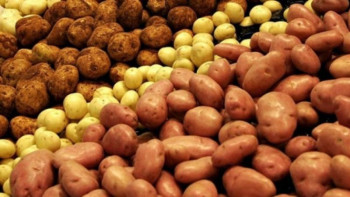 Фотография к новости: Ақсақалов СҚО-да картоп неге қымбаттағанын түсіндірді