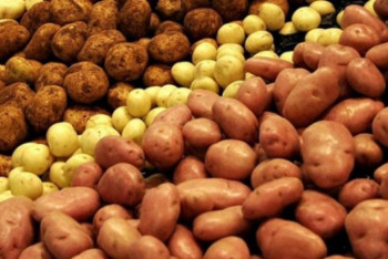 Фотография к новости: Ақсақалов СҚО-да картоп неге қымбаттағанын түсіндірді