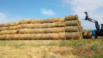 Фотография к новости: Павлодар облысында мал азығын дайындау бойынша кешенді жоспар әзірленді 