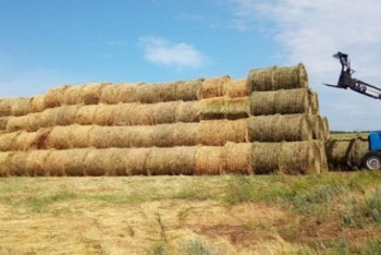 Фотография к новости: Павлодар облысында мал азығын дайындау бойынша кешенді жоспар әзірленді 