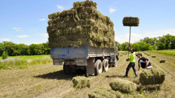 Фотография к новости: Ақмола облысында жем-шөп тапшылығының алдын алу бойынша жұмыс күшейтілді